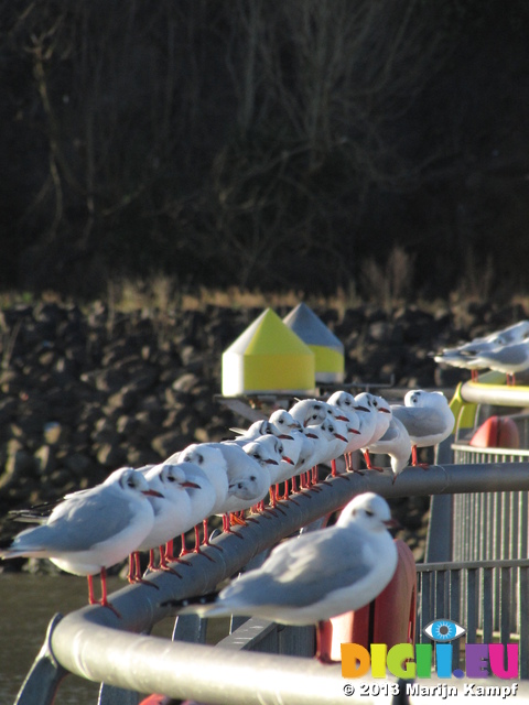 SX25725 Row of black-headed gulls (Chroicocephalus ridibundus) on railing